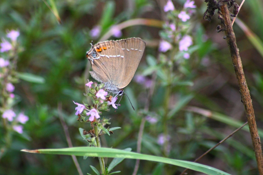 satyrium spini in prima pagina